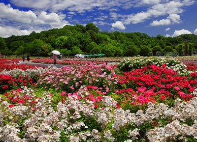 🌹 기후 세계 장미 정원(기후 와루도 로즈 가덴) 이미지 2